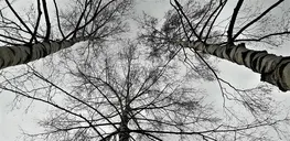 Betula