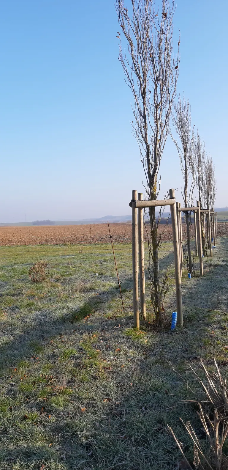 Plantation d'Arbres